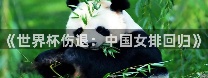 世界杯第一场比赛：《世界杯伤退：中国女排回归》