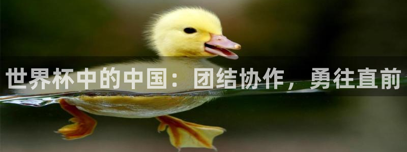2026世界杯赛程表完整版：世界杯中的中国：团结协作，勇往直前