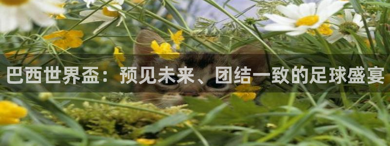 澳门世界杯直播：巴西世界盃：预见未来、团结一致的足球盛宴